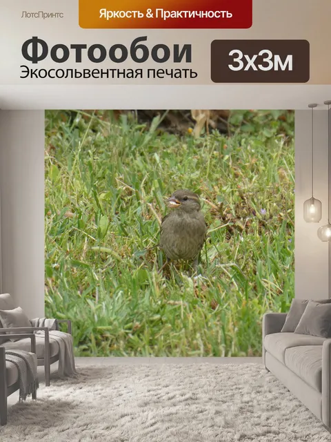 Фотообои Маленький воробей в траве