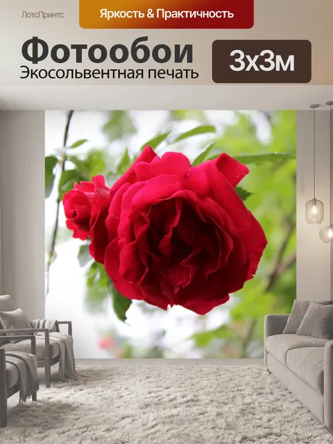 Фотообои Красная роза