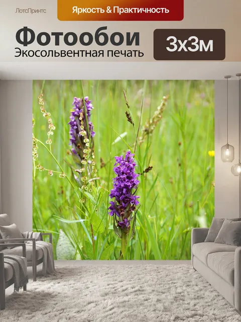 Фотообои Орхидея
