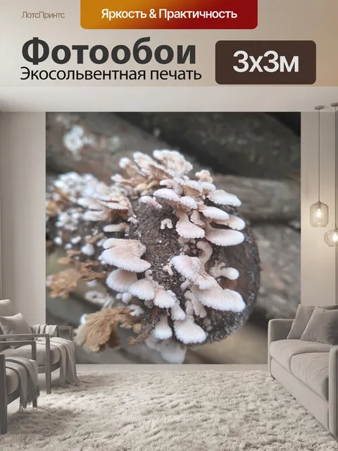 Фотообои Гриб