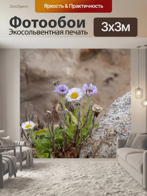 Фотообои Полевые цветы, растущие вокруг Скал