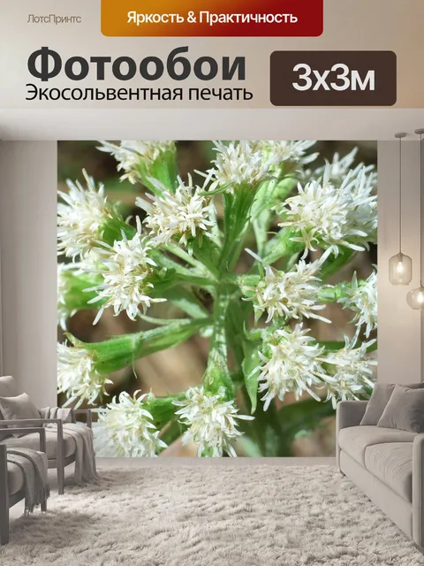 Фотообои Цветок