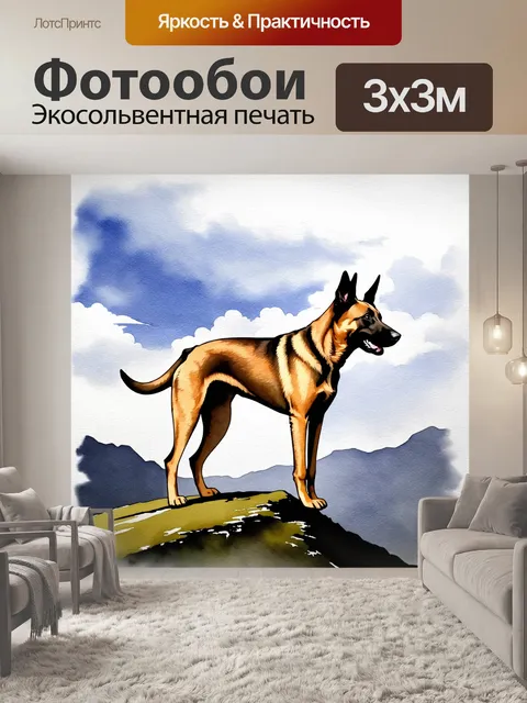 Фотообои бельгийский малинуа стоит на вершине горы, смотря вдаль на живописный горный пейзаж с облаками и долинами