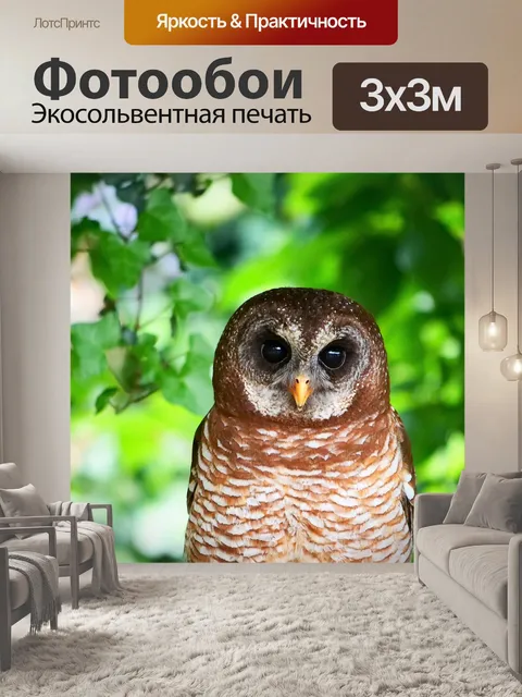Фотообои Сова