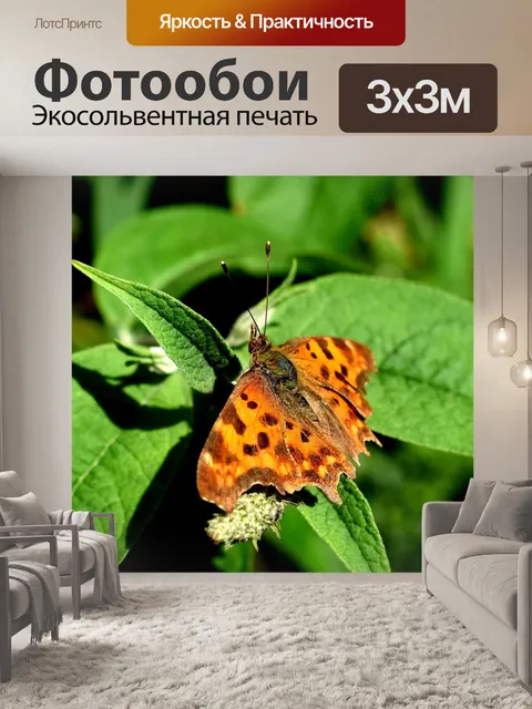 Фотообои Бабочка