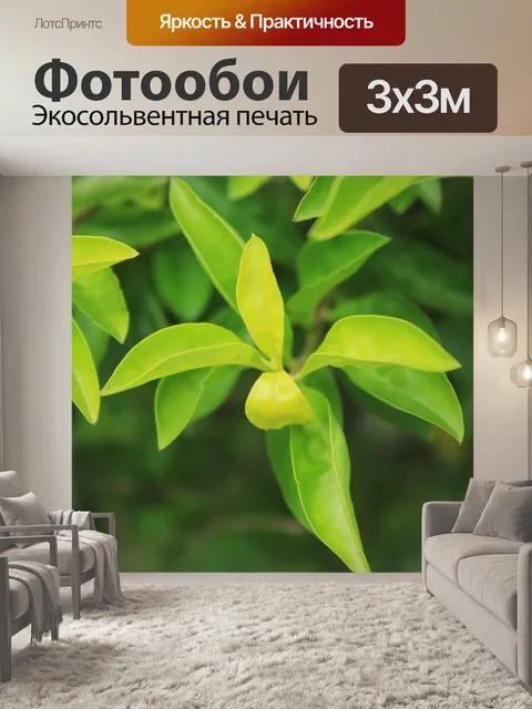 Фотообои Зеленые листья