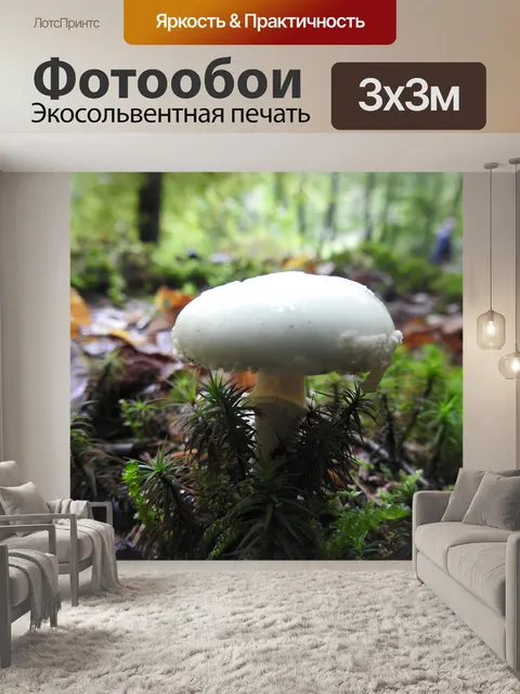 Фотообои Гриб