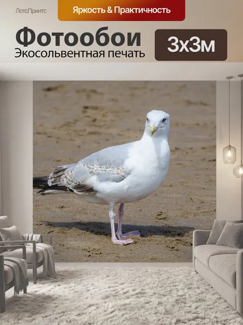 Фотообои Чайка