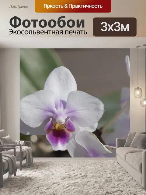 Фотообои Орхидея