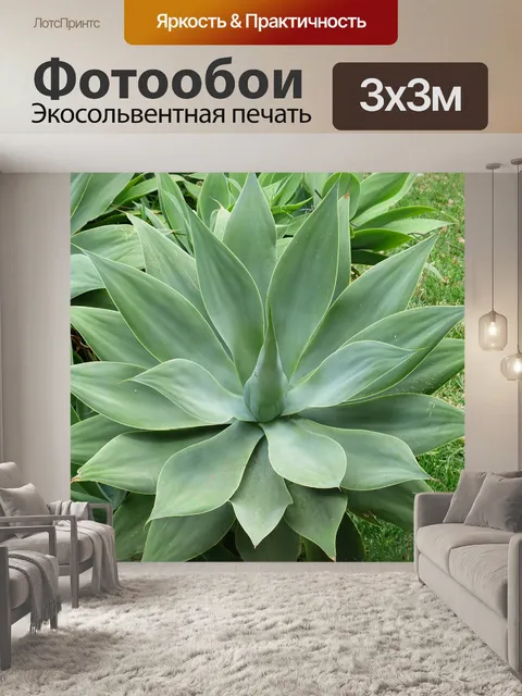 Фотообои Агава драконьего дерева