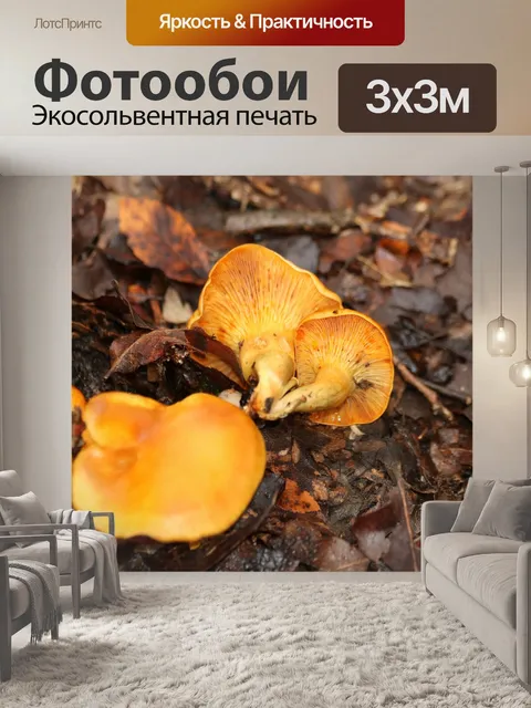 Фотообои Нижние грибы Jack-O-Lantern