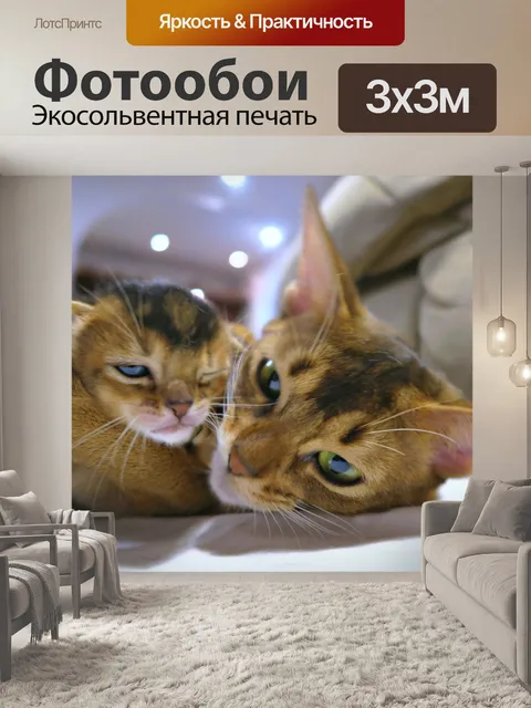 Фотообои Котята