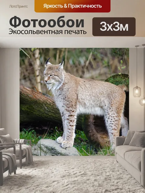 Фотообои Lynx, дикая природа