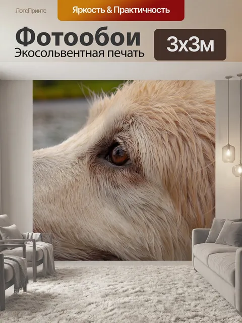 Фотообои Собака