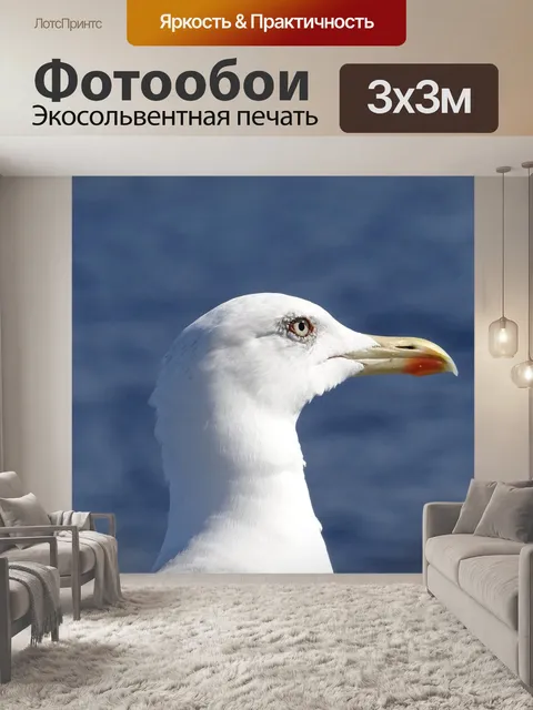 Фотообои Чайка
