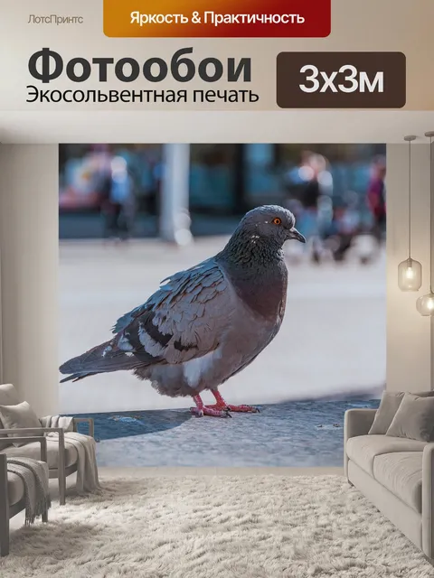 Фотообои Голубь