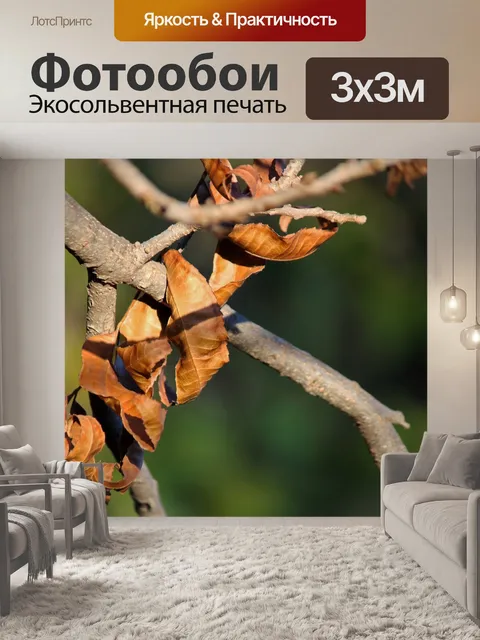 Фотообои Сухие листья ореха пекан зимой
