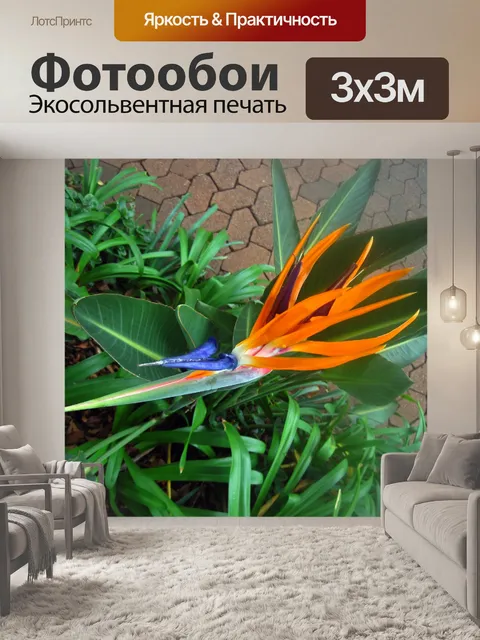 Фотообои цветок стрелиции сверху