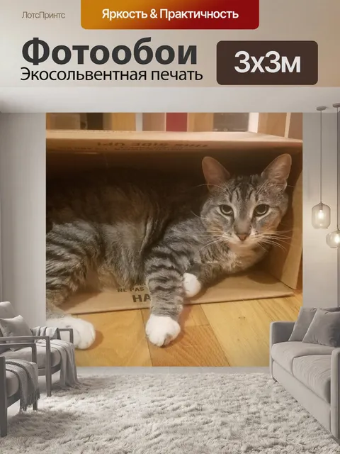 Фотообои Кот в коробке