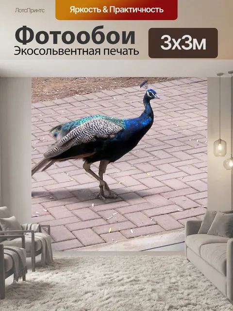 Фотообои Павлин на мощение