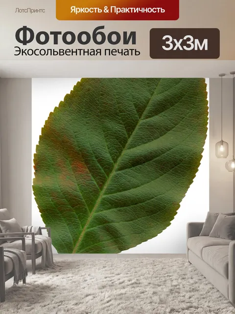 Фотообои Лист