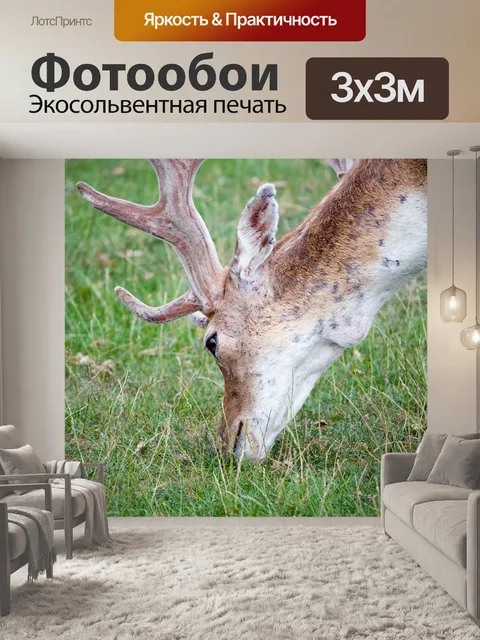 Фотообои Deer крупным планом