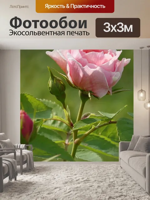 Фотообои Бледно-розовый