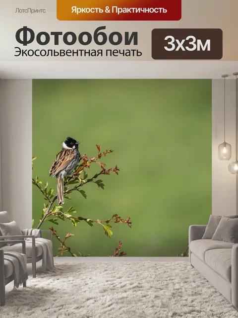 Фотообои Птица
