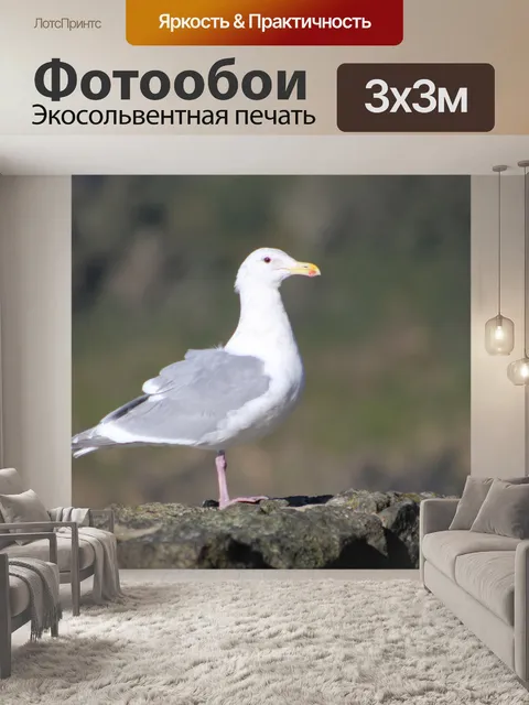 Фотообои Взгляд Чайки
