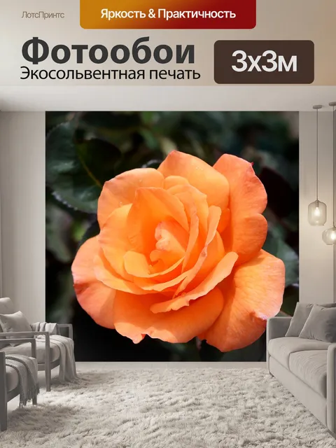 Фотообои Роза
