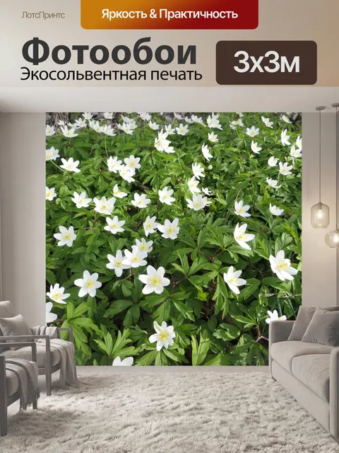 Фотообои Цветение анемоны