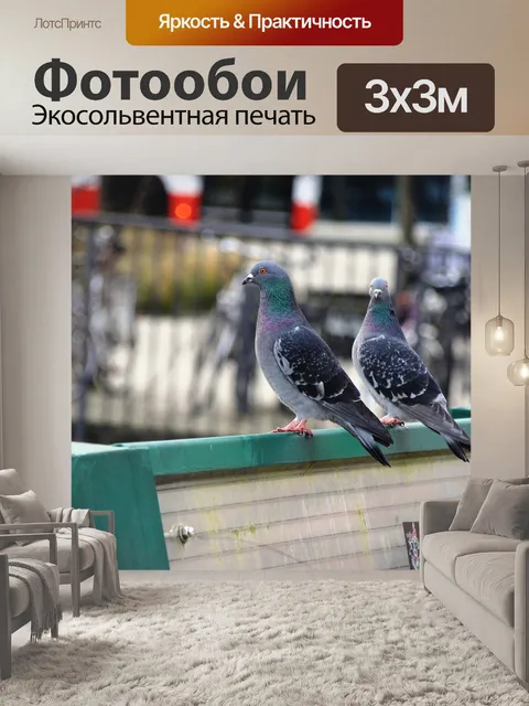 Фотообои Голуби