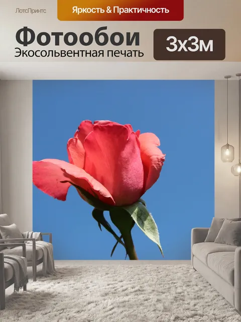 Фотообои Роза