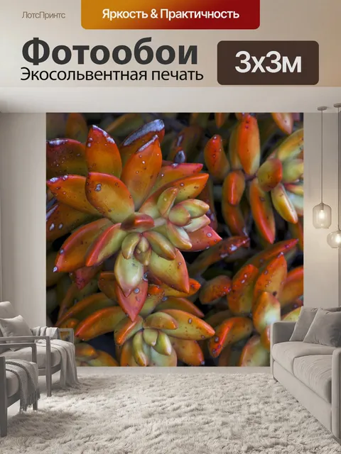 Фотообои Оранжевые Суккуленты Фон