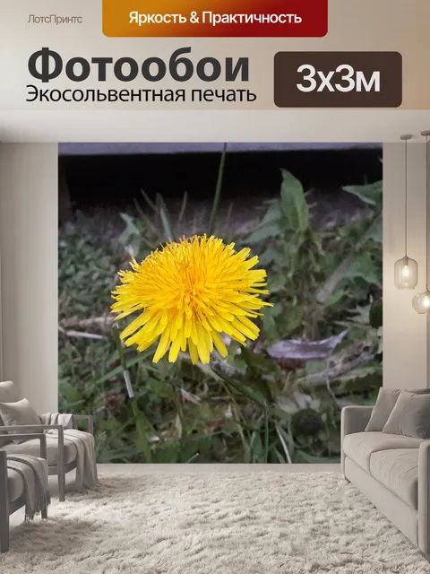 Фотообои Одуванчик