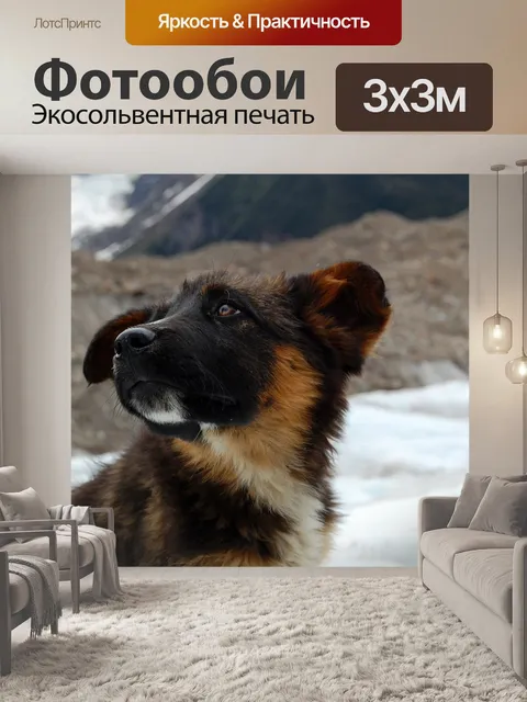Фотообои Собака