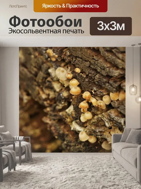 Фотообои Гриб