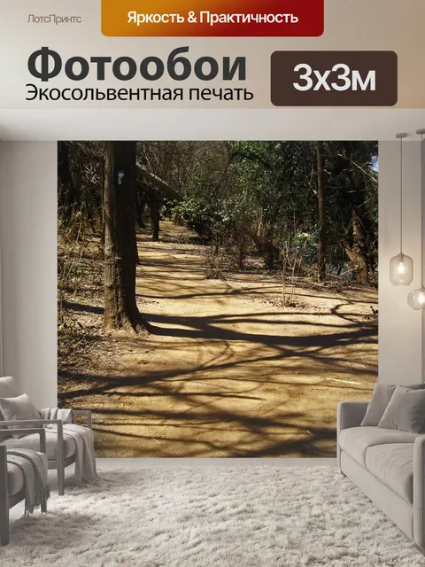 Фотообои тени высоких деревьев