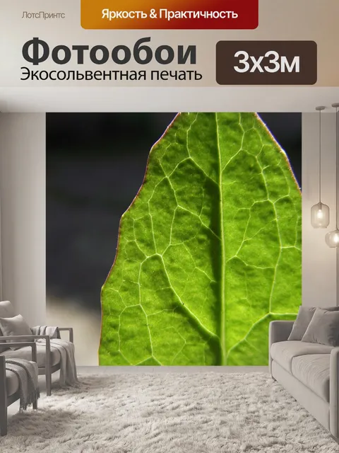 Фотообои Лист