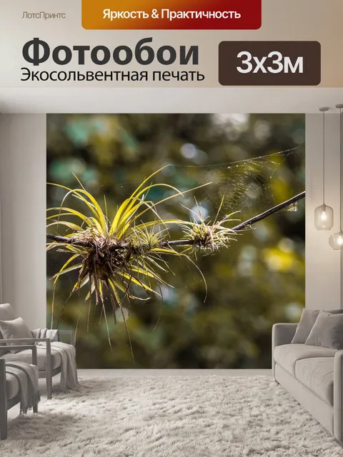 Фотообои Паутина