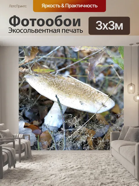 Фотообои Гриб