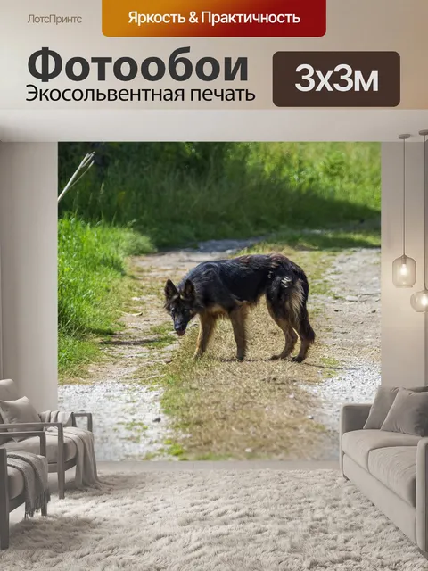 Фотообои Собака