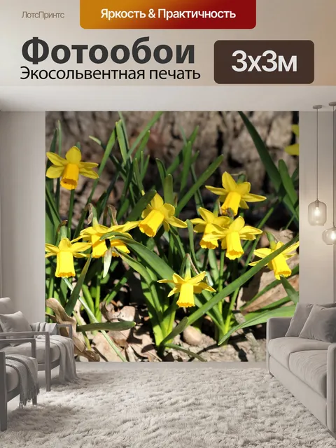 Фотообои Желтые мини нарциссы крупным планом