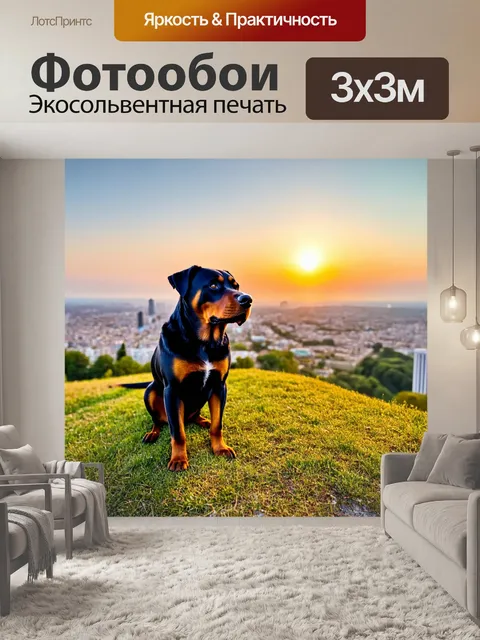 Фотообои ротвейлер, встречающий рассвет на вершине холма, с видом на город
