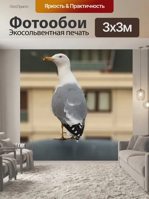 Фотообои Чайка