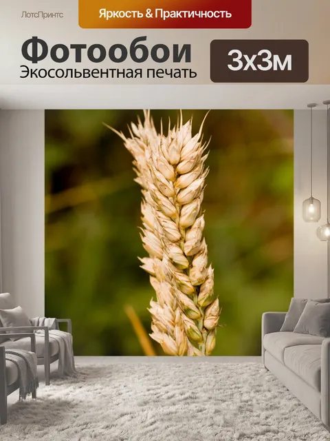 Фотообои Пшеница