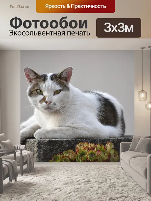 Фотообои Кошка