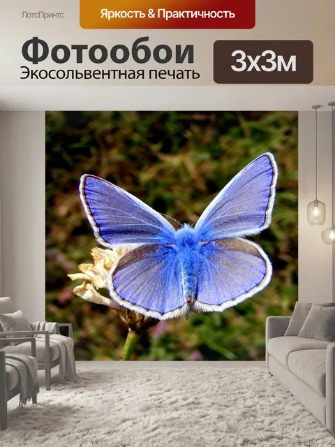 Фотообои Бабочка
