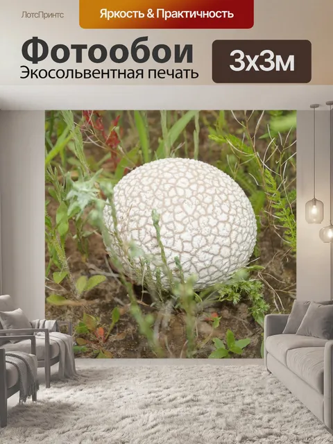 Фотообои Гриб