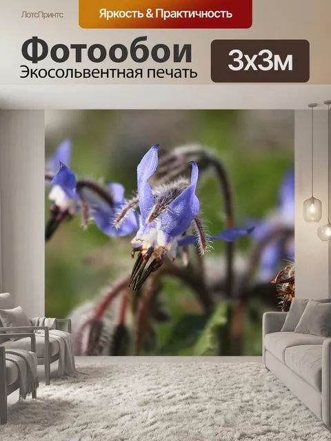 Фотообои Расцветает